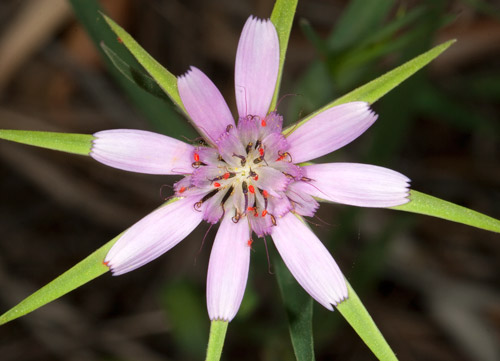 11tragopodon-hybridus_ac1.jpg