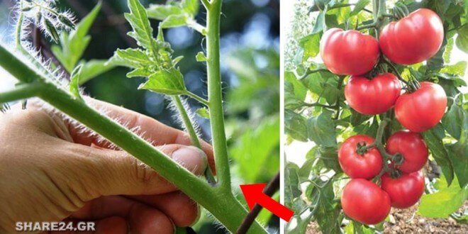 kladema  ntomatas1