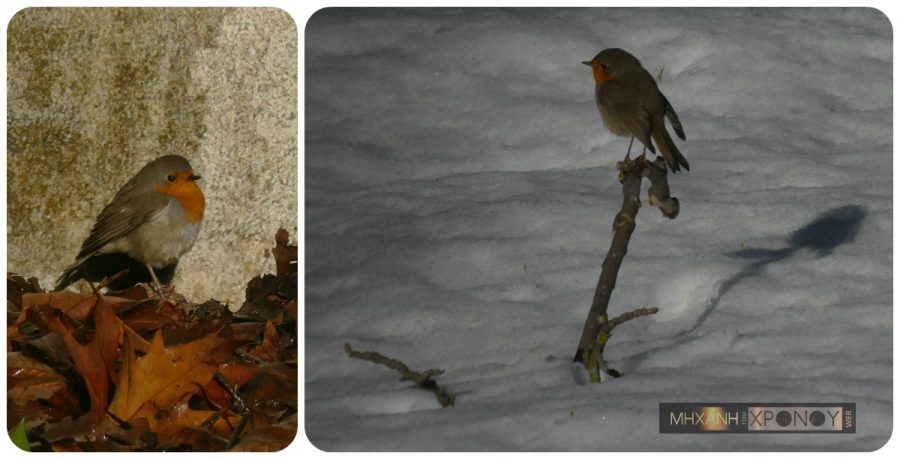 kokinolaimis-collage.jpg