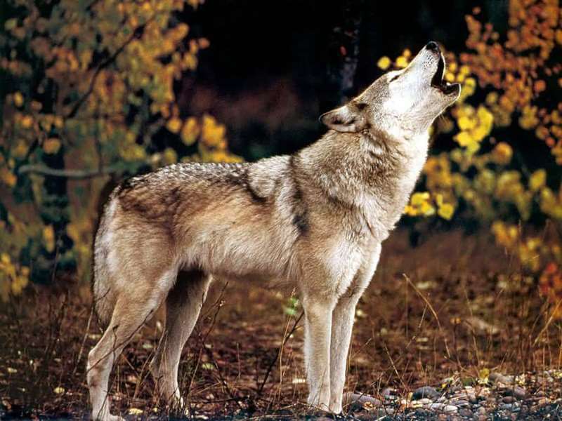 wolf