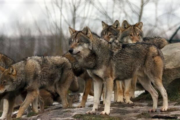 wolf2