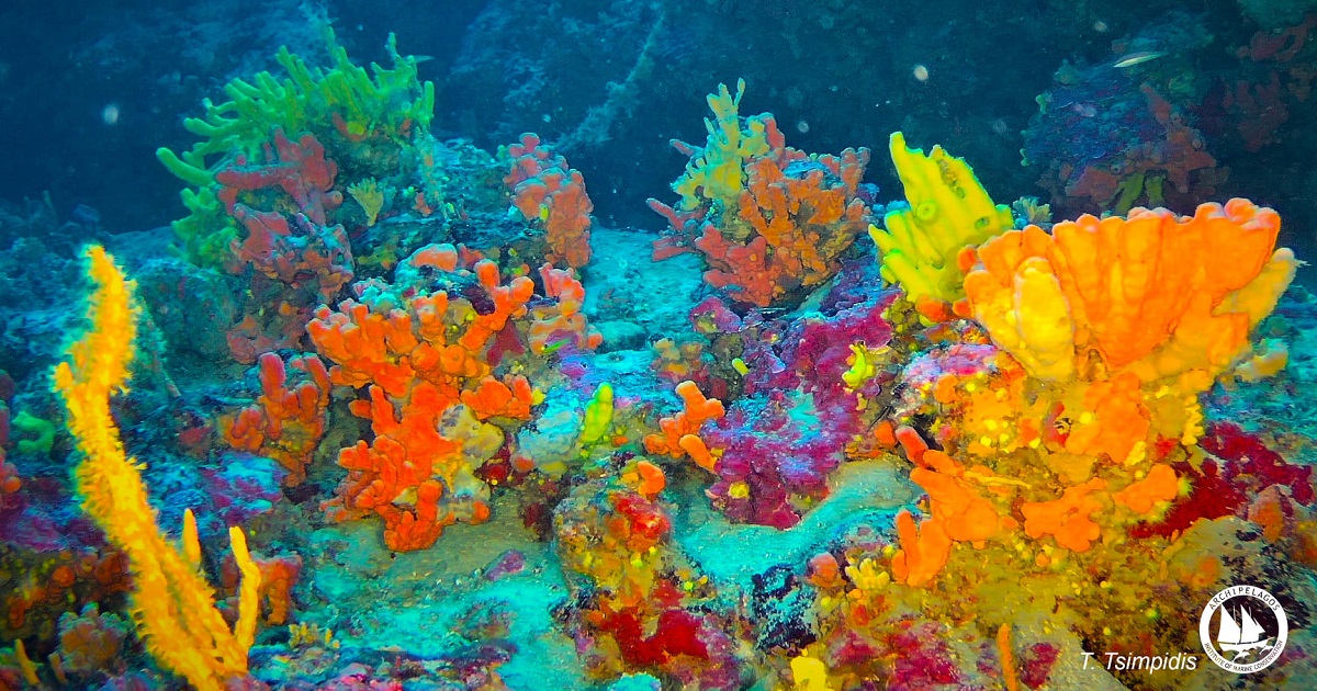 κοράλλια_ελλ_θαλασσών_.jpg